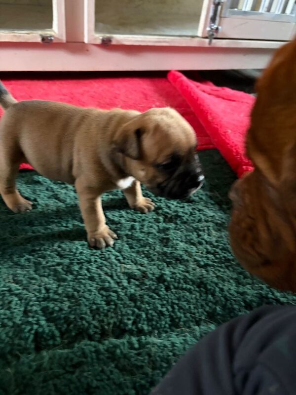 Staffy pups - Image 5 of 5