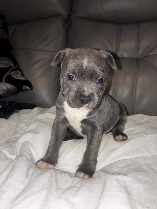Staffy pups