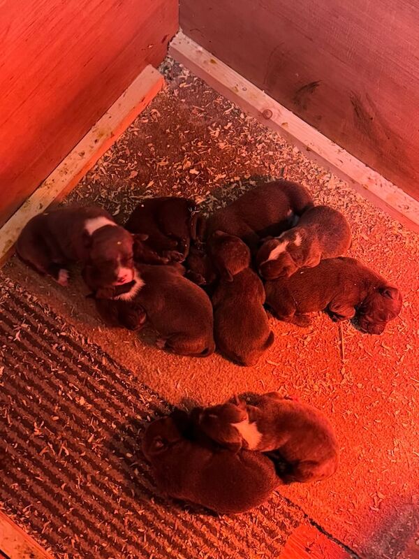 Staffordshire Bull Terrier puppies for sale in Portadown, County Armagh – 3 weeks old