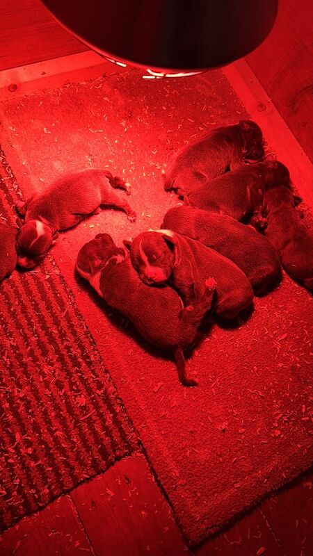 Staffordshire Bull Terrier puppies for sale in Portadown, County Armagh – 3 weeks old - Image 3 of 4