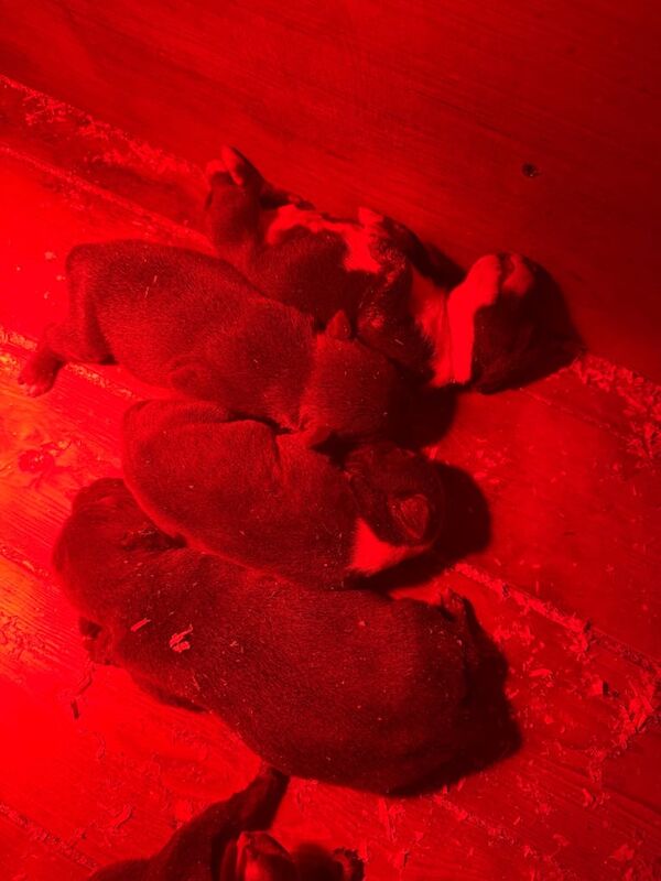 Staffordshire Bull Terrier puppies for sale in Portadown, County Armagh – 3 weeks old - Image 4 of 4