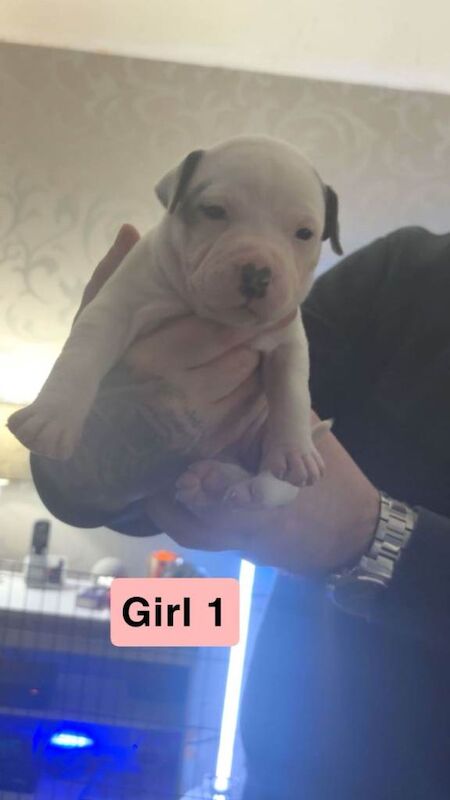 Staffordshire Bull Terrier puppies for sale in Springburn, City of Glasgow – 4 weeks old