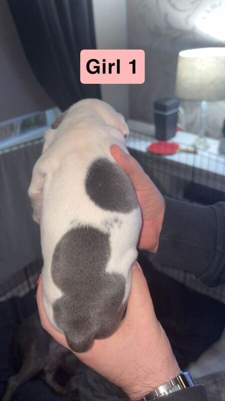 Staffordshire Bull Terrier puppies for sale in Springburn, Glasgow – 11 weeks old - Image 2 of 5