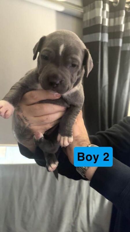 Staffordshire Bull Terrier puppies for sale in Springburn, Glasgow – 11 weeks old - Image 3 of 5
