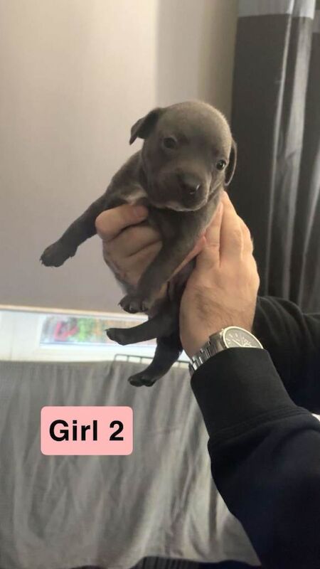 Staffordshire Bull Terrier puppies for sale in Springburn, Glasgow – 11 weeks old - Image 5 of 5