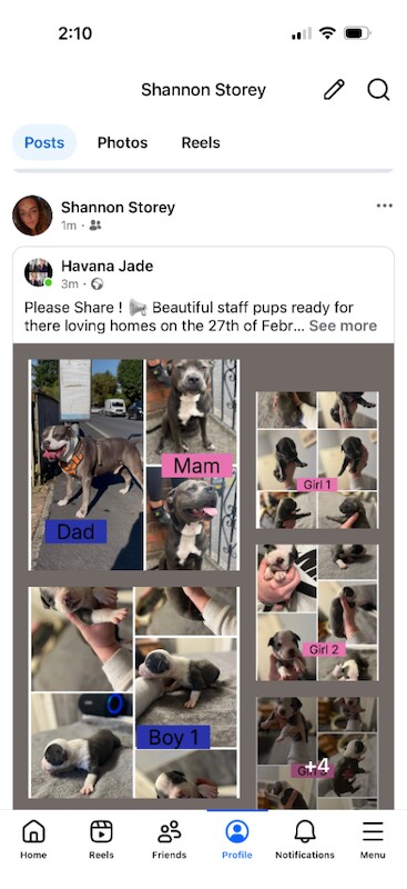 Staffordshire Bull Terrier puppies for sale in Peterlee, Durham – 3 weeks old