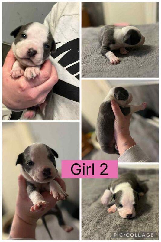 Staffordshire Bull Terrier puppies for sale in Peterlee, Durham – 3 weeks old - Image 2 of 5