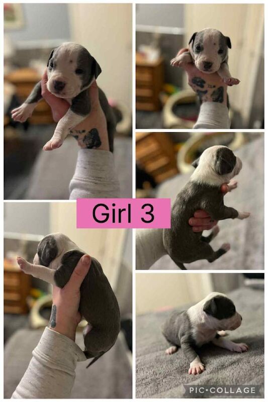 Staffordshire Bull Terrier puppies for sale in Peterlee, Durham – 3 weeks old - Image 3 of 5