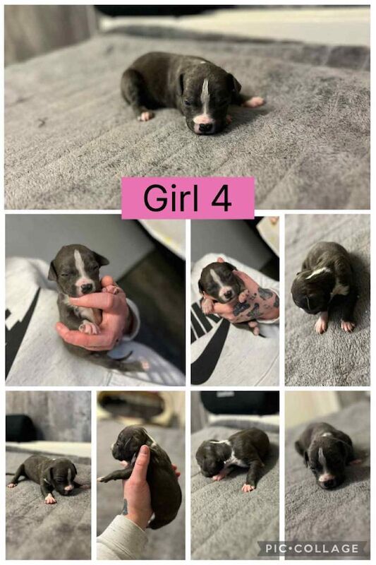Staffordshire Bull Terrier puppies for sale in Peterlee, Durham – 3 weeks old - Image 4 of 5