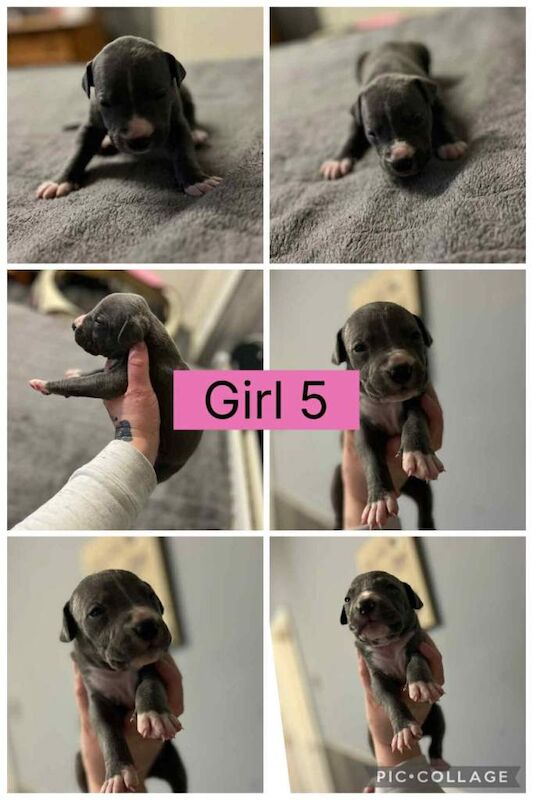 Staffordshire Bull Terrier puppies for sale in Peterlee, Durham – 3 weeks old - Image 5 of 5