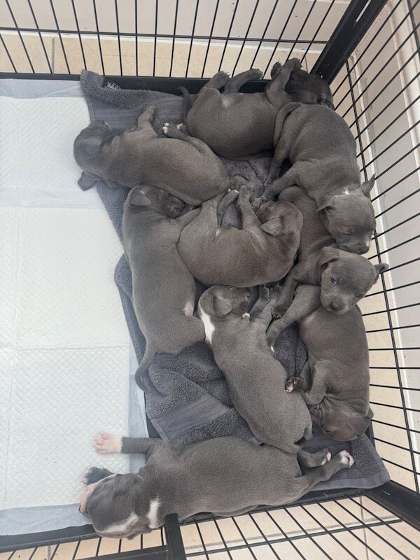 Staffy pups for sale KC registered stunning blue for sale in Edenbridge, Kent