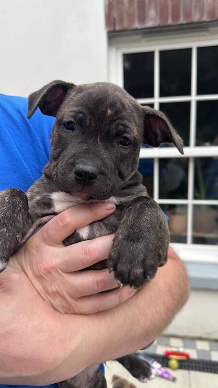 Staffy pups for sales - Image 2 of 4