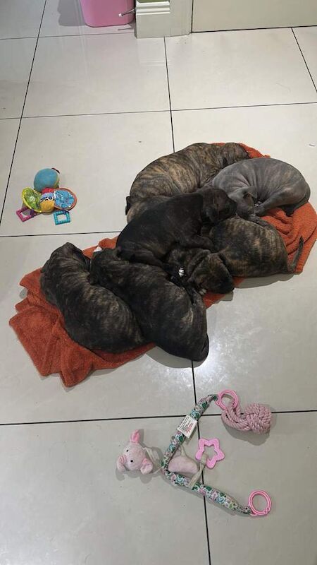 Staffy pups for sales - Image 3 of 4