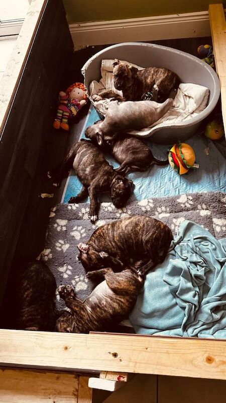 Staffy pups for sales - Image 4 of 4