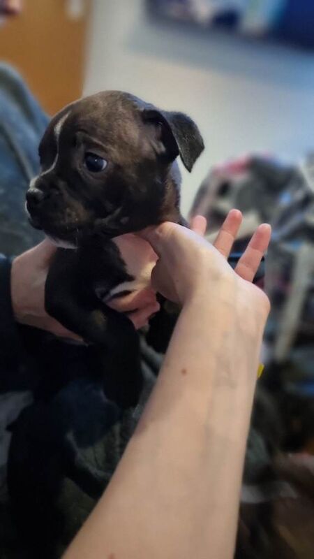 Staffordshire Bull Terrier Puppies For Sale Under £1,000