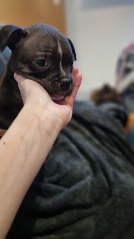 Staffy pups looking loveing home - Image 2 of 6