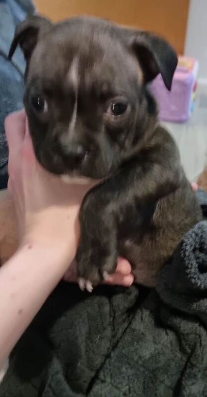 Staffy pups looking loveing home - Image 3 of 6