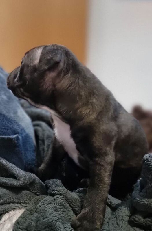 Staffy pups looking loveing home - Image 4 of 6