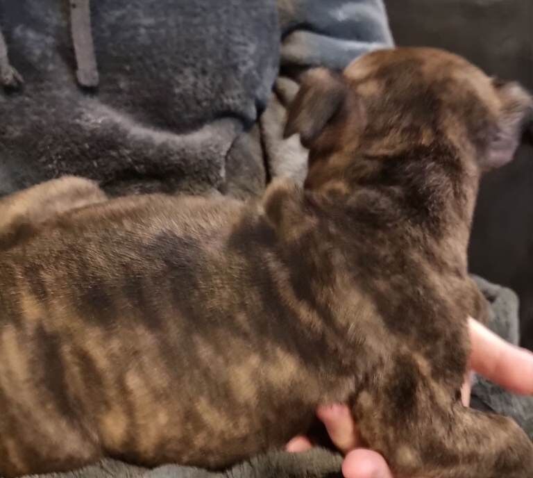 Staffy pups looking loveing home - Image 5 of 6