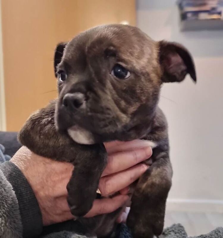 Staffy pups looking loveing home - Image 6 of 6