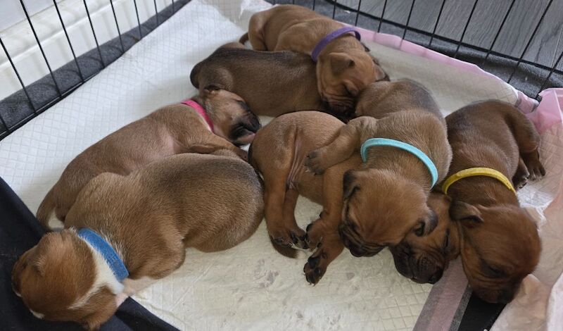 Staffy Pups. One Boy Left