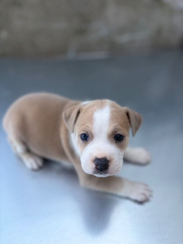 Staffie Puppies For Sale