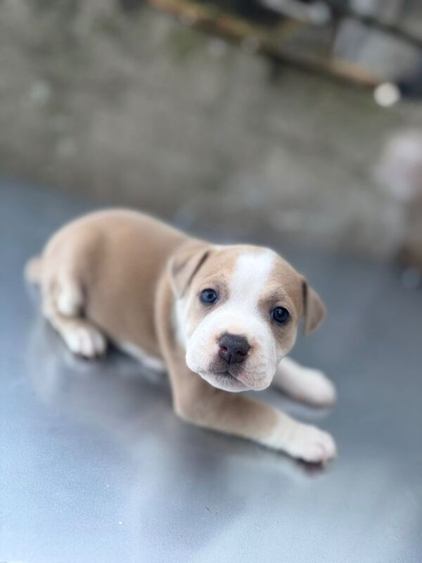 Staffy / Staff puppies - Image 2 of 3