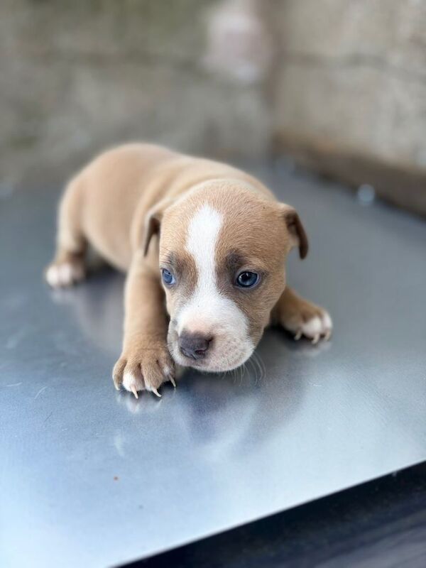 Staffy / Staff puppies - Image 3 of 3