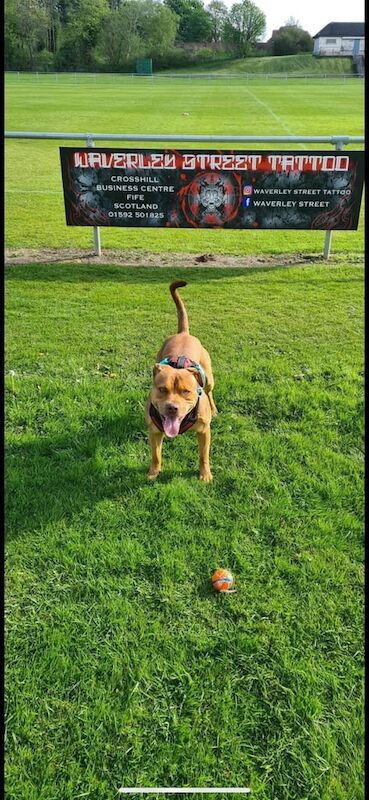 Staffordshire Bull Terrier puppies for sale in Lochgelly, Fife – 1 week old - Image 3 of 3