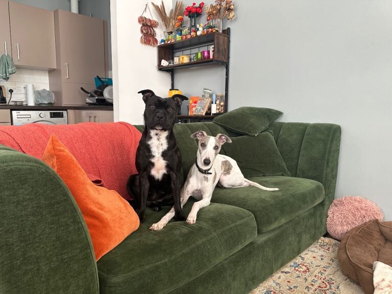 Staffordshire Bull Terrier puppies for sale in County Antrim – 1 year old