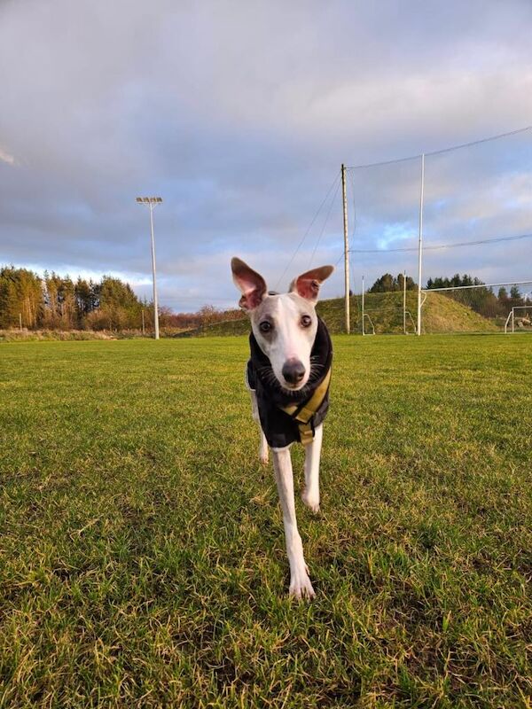 Staffordshire Bull Terrier puppies for sale in County Antrim – 1 year old - Image 2 of 4