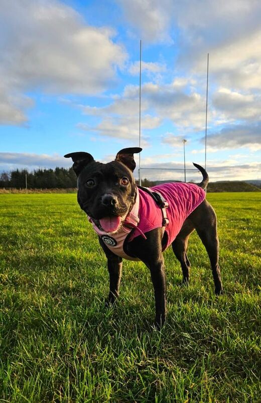 Staffordshire Bull Terrier puppies for sale in County Antrim – 1 year old - Image 3 of 4