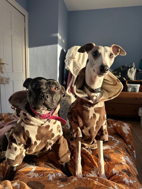 Staffordshire Bull Terrier puppies for sale in County Antrim – 1 year old - Image 4 of 4