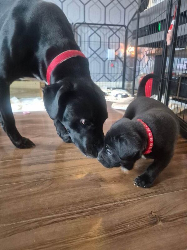 Staffordshire Bull Terrier puppies for sale in Langley Park, Durham – 7 weeks old