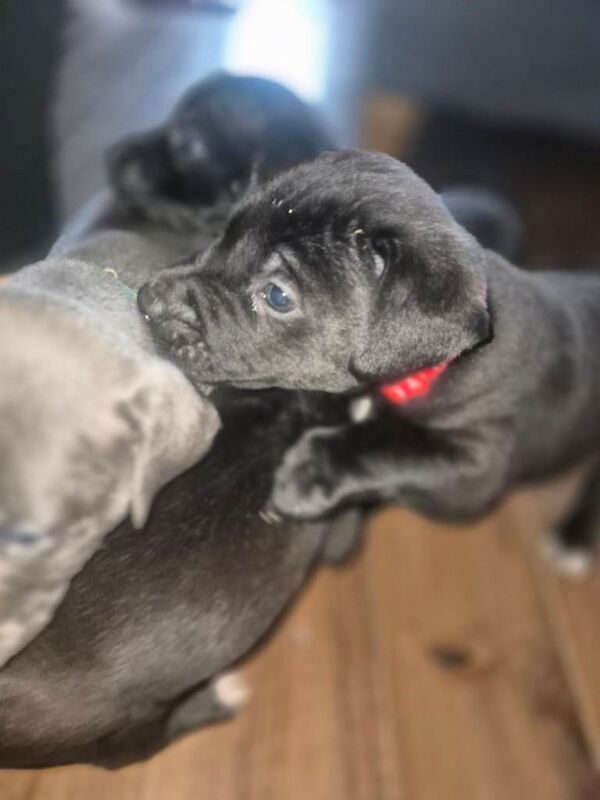 Staffordshire Bull Terrier puppies for sale in Langley Park, Durham – 7 weeks old - Image 2 of 5