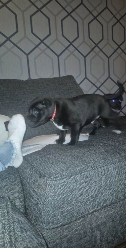 Staffordshire Bull Terrier puppies for sale in Langley Park, Durham – 7 weeks old - Image 4 of 5