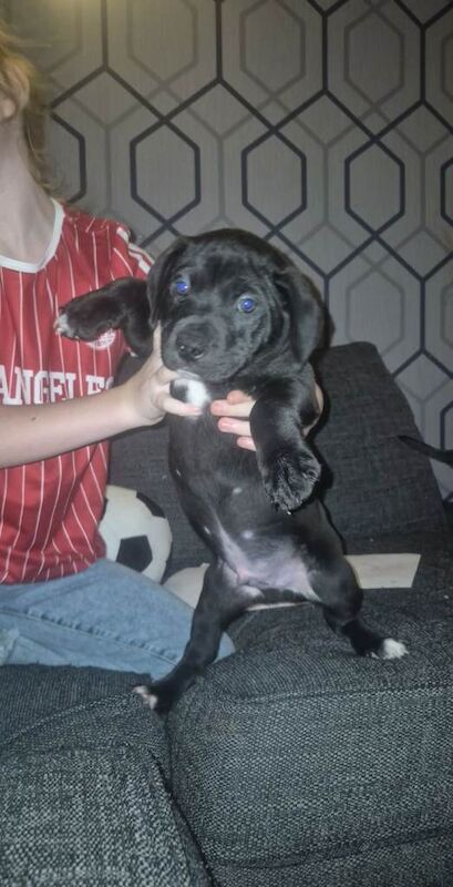 Staffordshire Bull Terrier puppies for sale in Langley Park, Durham – 7 weeks old - Image 5 of 5