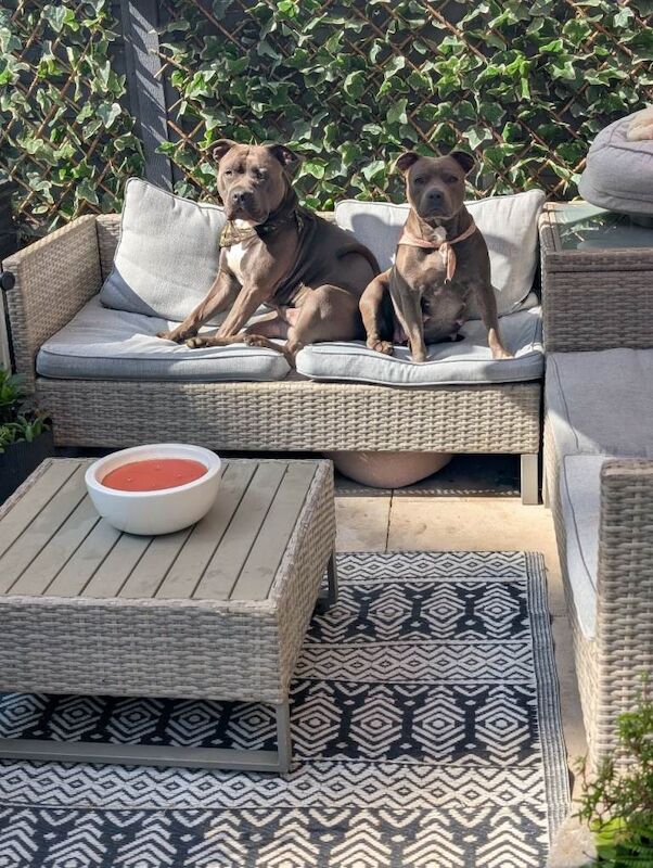 Staffy x