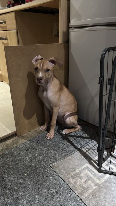 Staffy x - Image 2 of 3