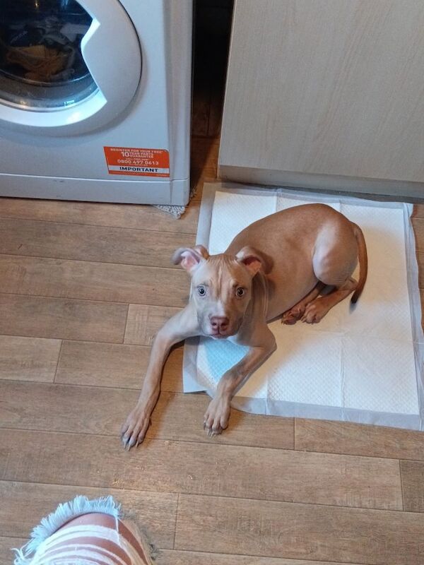 Staffy x - Image 3 of 3