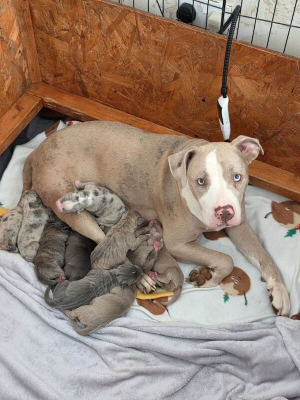 Staffordshire Bull Terrier Puppies For Sale Under £1,000