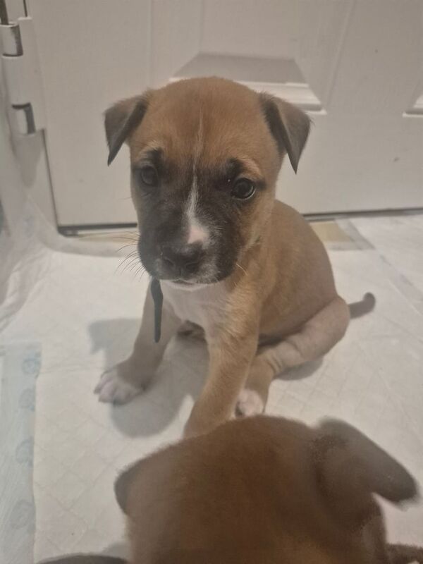 Staffordshire Bull Terrier puppies for sale in Antrim, County Antrim – 5 weeks old