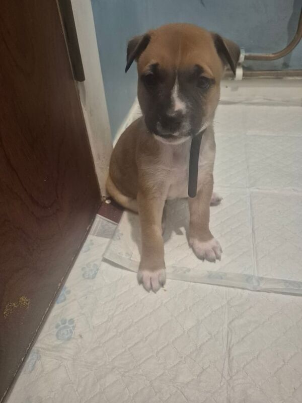 Staffordshire Bull Terrier puppies for sale in Antrim, County Antrim – 5 weeks old - Image 2 of 6