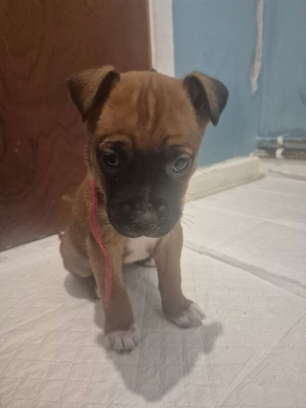 Staffordshire Bull Terrier puppies for sale in Antrim, County Antrim – 5 weeks old - Image 3 of 6