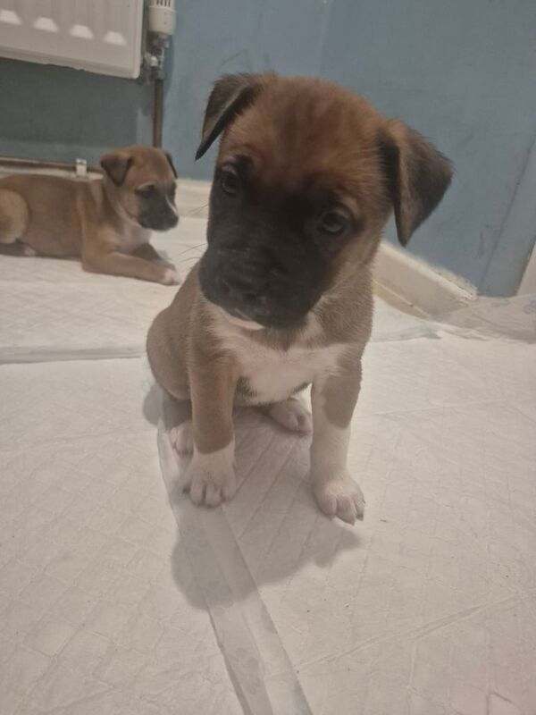 Staffordshire Bull Terrier puppies for sale in Antrim, County Antrim – 5 weeks old - Image 5 of 6