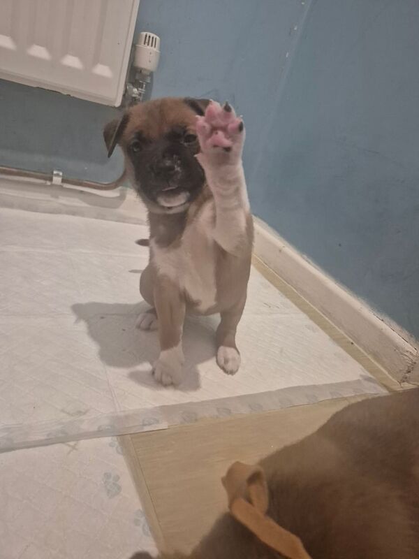 Staffordshire Bull Terrier puppies for sale in Antrim, County Antrim – 5 weeks old - Image 6 of 6