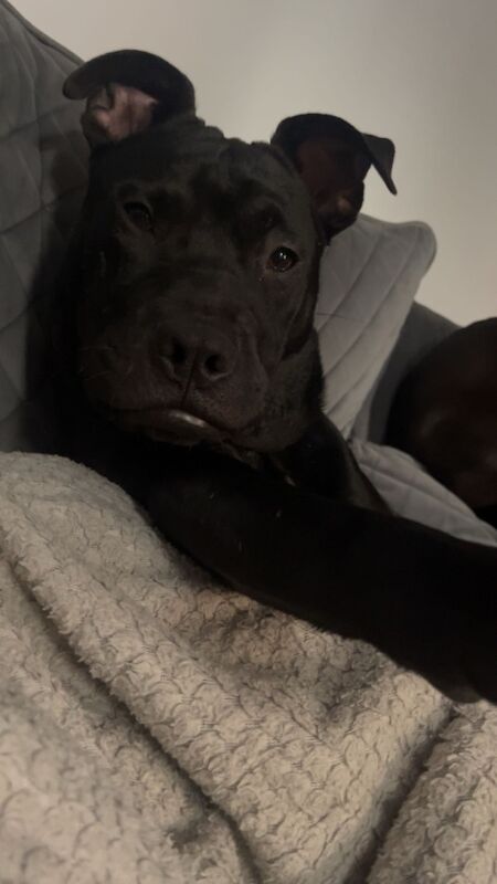 Staffordshire Bull Terrier puppies for sale in Wigan, Greater Manchester – 8 months old