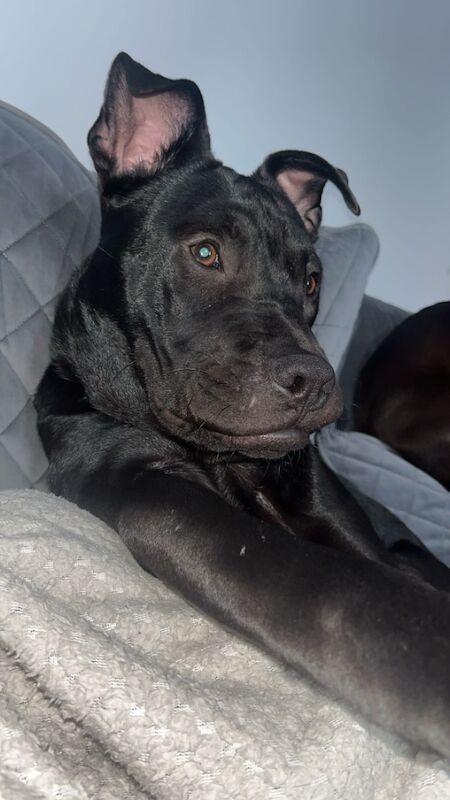 Staffordshire Bull Terrier puppies for sale in Wigan, Greater Manchester – 8 months old - Image 2 of 3