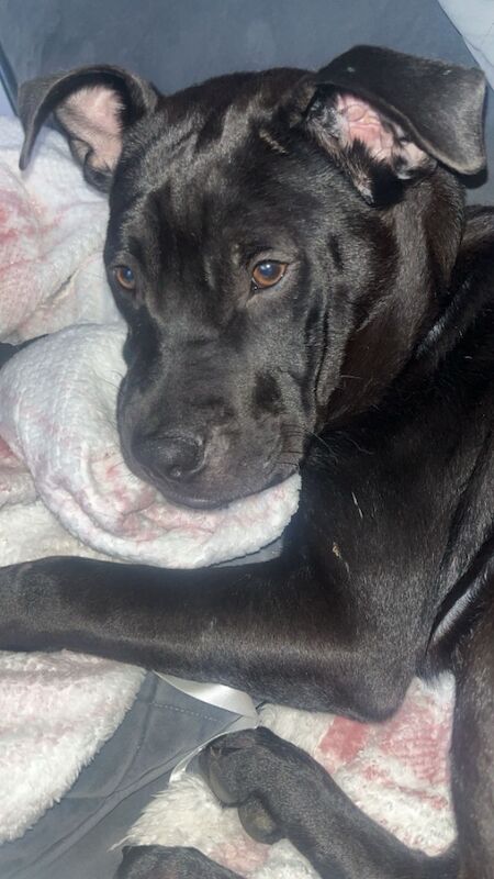 Staffordshire Bull Terrier puppies for sale in Wigan, Greater Manchester – 8 months old - Image 3 of 3