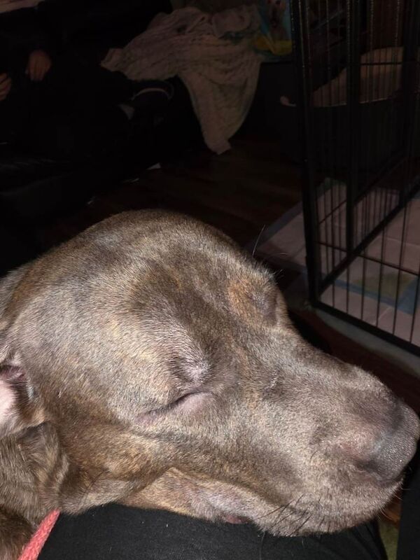 Staffy x cane corso